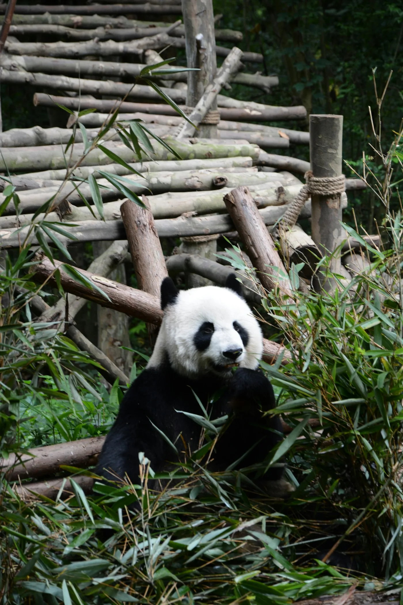 Chengdu Panda Base · Nature observation and conservation